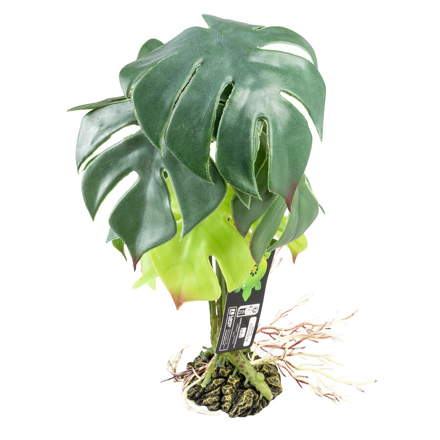 Monstera Groen