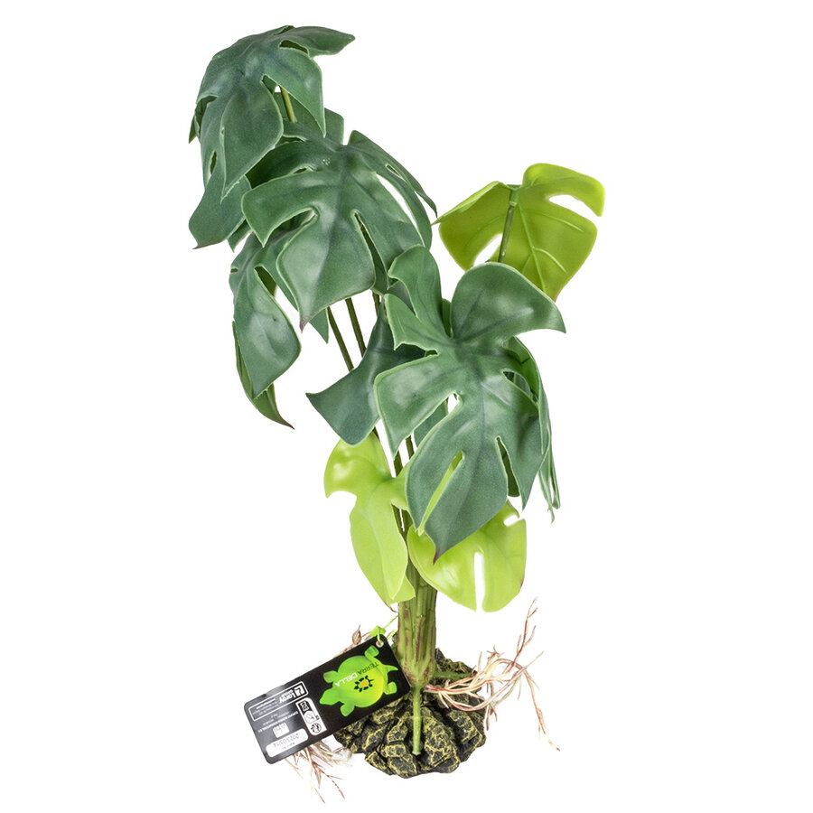 Monstera Groen