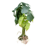 Monstera groen terrarium kunstplant voor reptielen en amfibieën