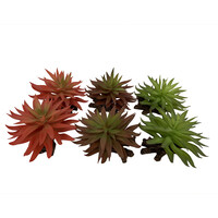 Sedum terrariumplant gemengde kleuren 13x12,5x10 cm voor terrariumdecoratie