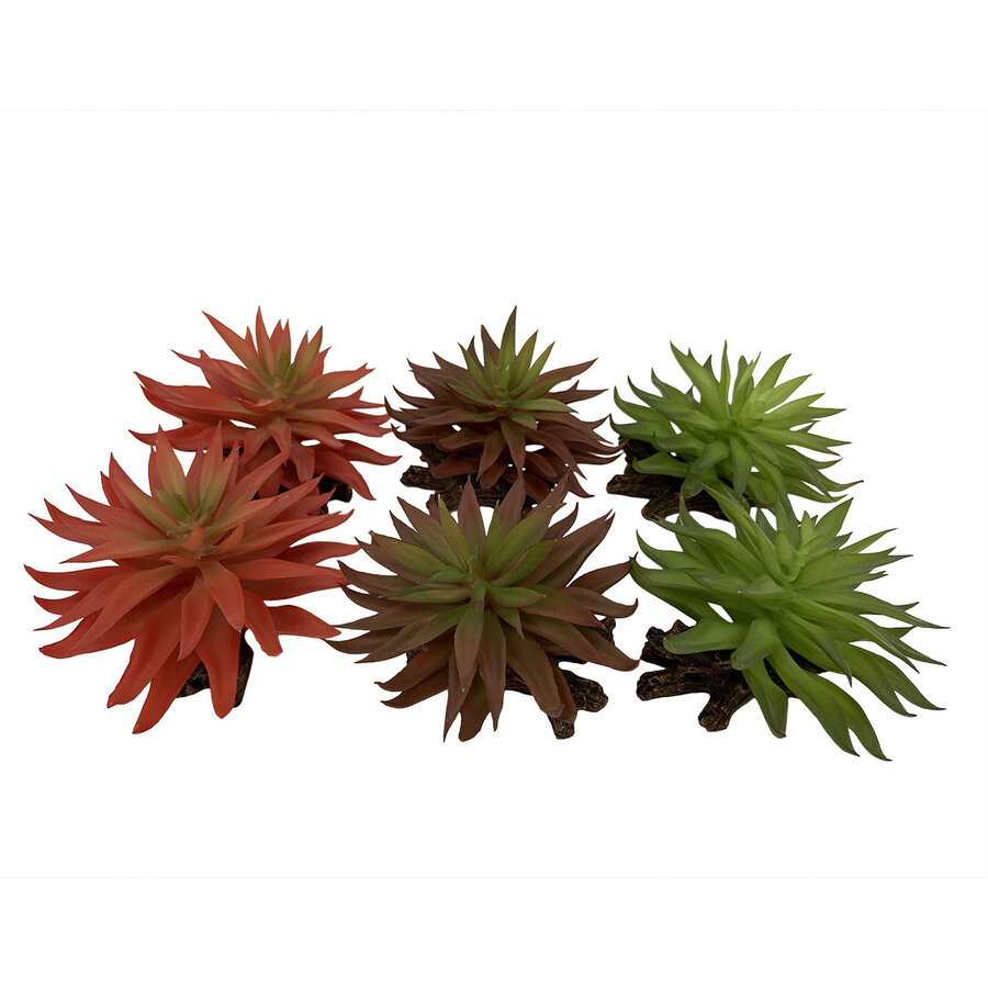 Sedum terrariumplant gemengde kleuren 13x12,5x10 cm voor terrariumdecoratie