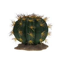 Echinocactus 1 groen