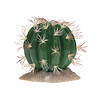 Echinocactus groen