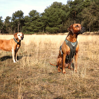 Ultimate Fit Control hondenhalsband | brede drukverdelende halsband | Undercover groen