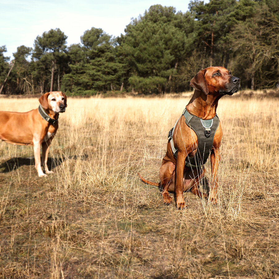 Ultimate Fit Control hondenhalsband | brede drukverdelende halsband | Undercover groen