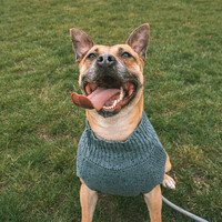 Hondensweater Cozy Grijs