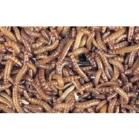 Levende buffalowormen | klein levend insectenvoer voor reptielen, vissen en vogels