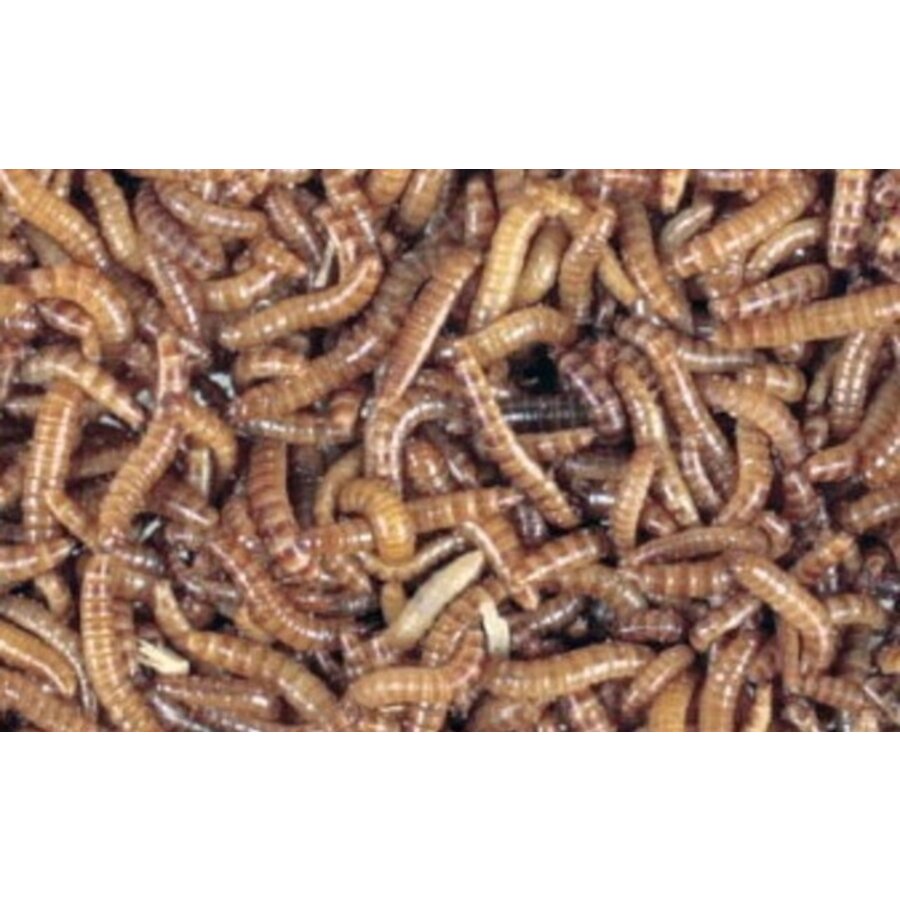Levende buffalowormen | klein levend insectenvoer voor reptielen, vissen en vogels