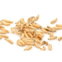 Levende maden | Calliphora vomitoria larven