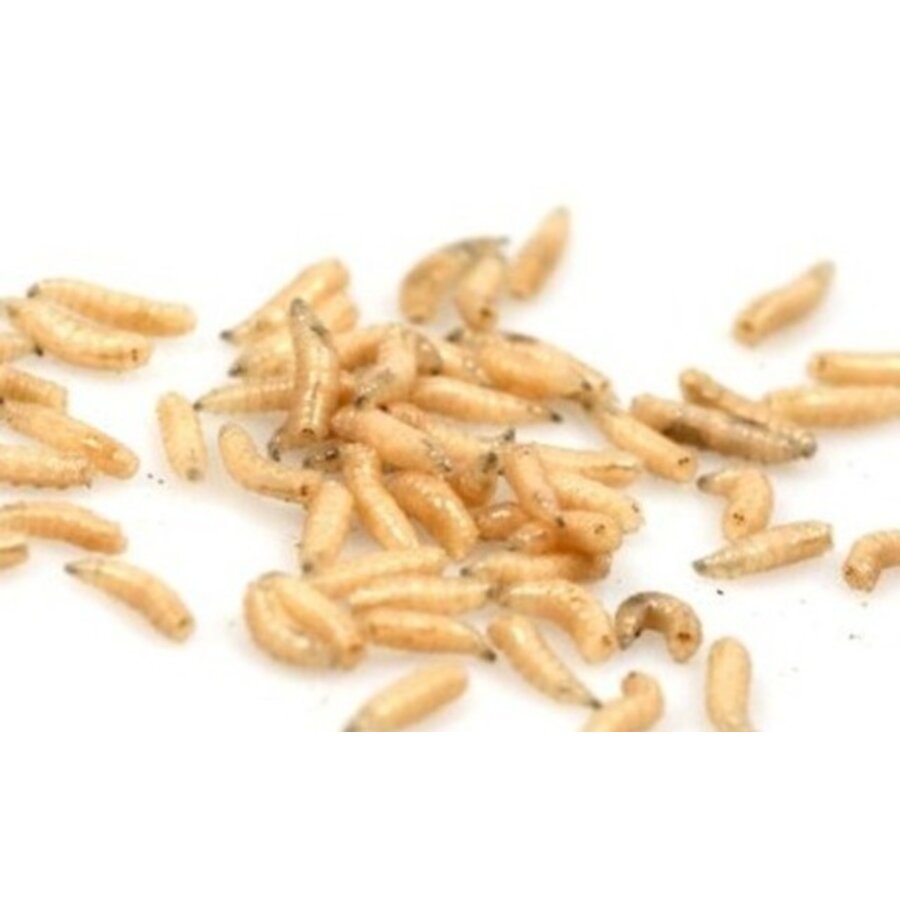 Levende maden | Calliphora vomitoria larven