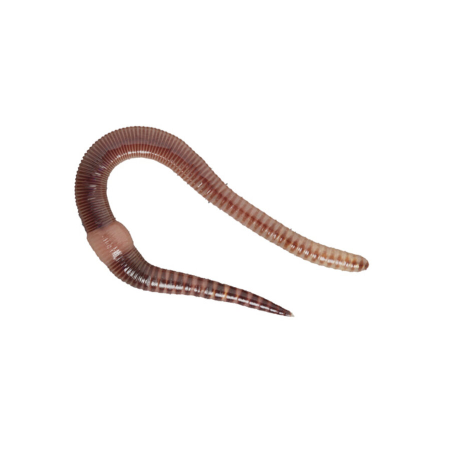 Dendrobaena vissersworm