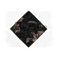 Grote dauwpieren 10 stuks | XXL levende dauwwormen als levend aas en voedseldier