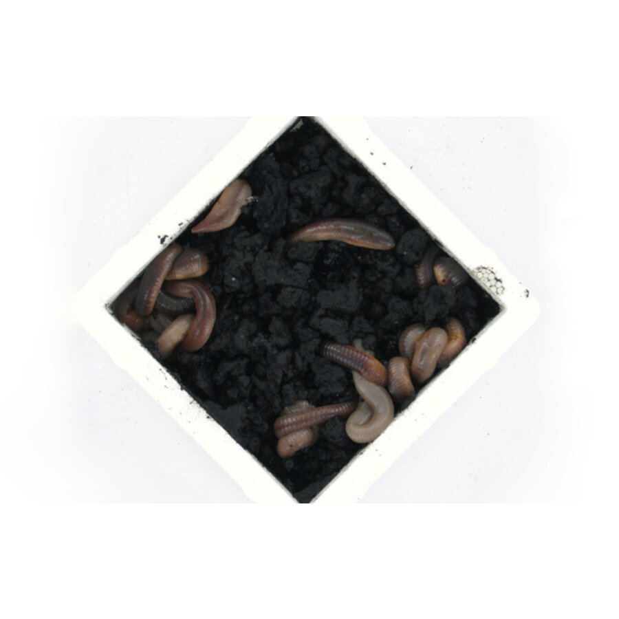 Grote dauwpieren 10 stuks | XXL levende dauwwormen als levend aas en voedseldier