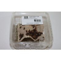 Blaptica Dubia (Argentiijnse kakkerlak) Levende voederkakkerlakken voor reptielen en vogels