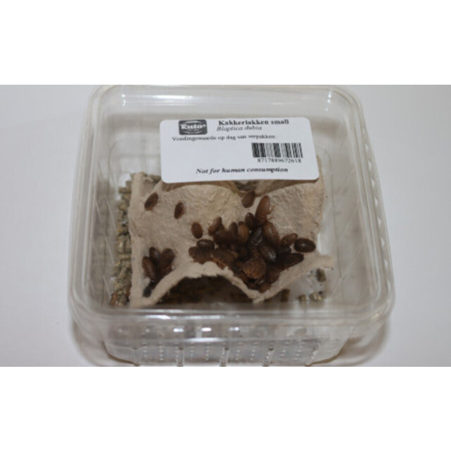 Blaptica Dubia (Argentiijnse kakkerlak) Levende voederkakkerlakken voor reptielen en vogels