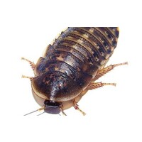 Doosje Kakkerlakken