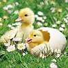 Servetten Newborn Chicks 20 stuks