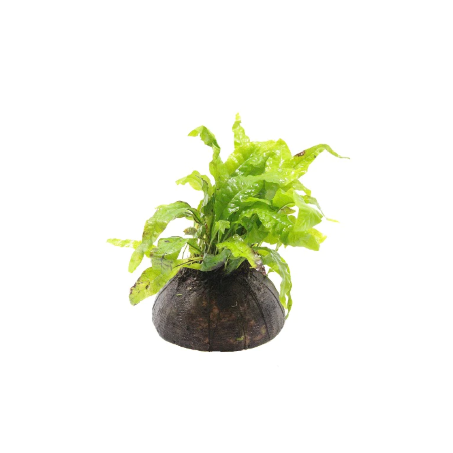 Javavaren op halve cocosnoot (Microsorum Pteropus)