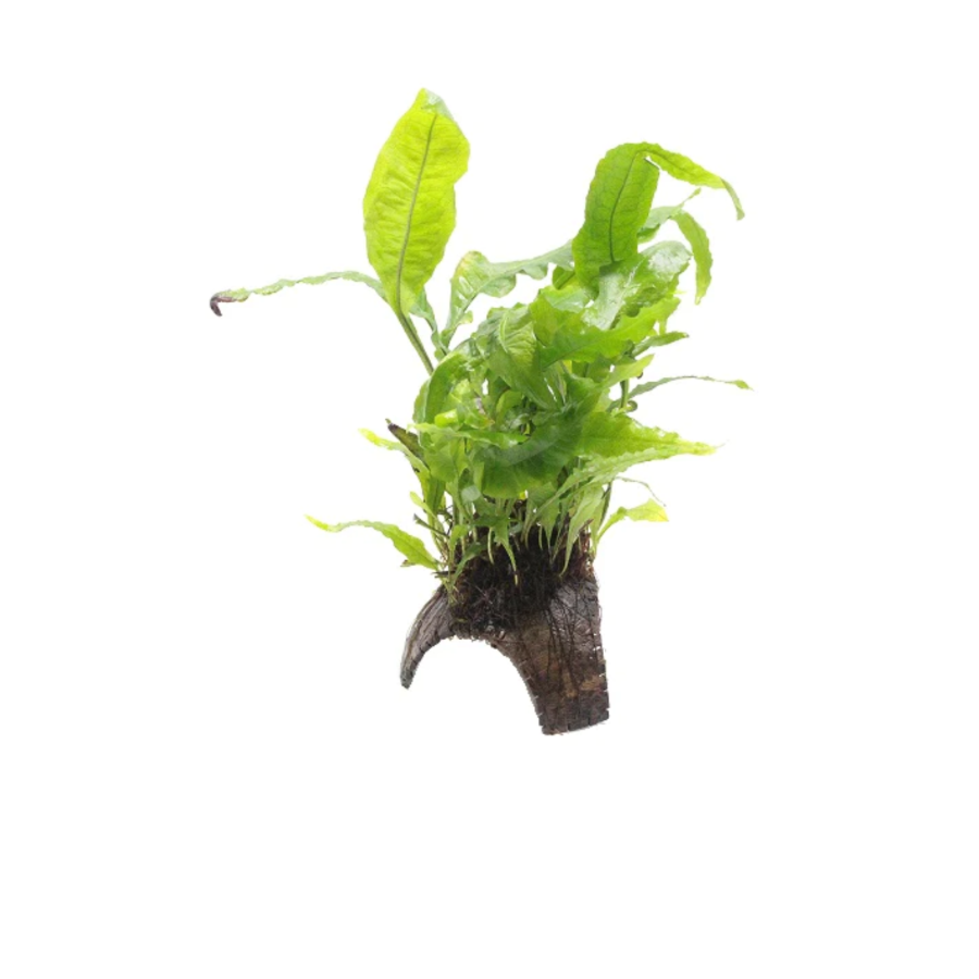 Javavaren op 3-gaats cocosnoot (Microsorum Pteropus)