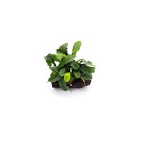 Bucephelandra op driftwood | Small