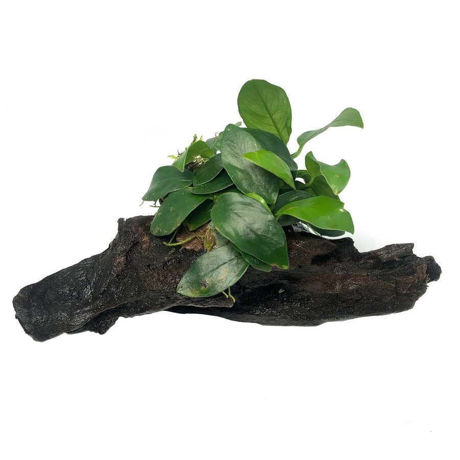 Hout met anubias | Extra Small