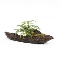 Driftwood met Hygrophila Pinnatifida | Small