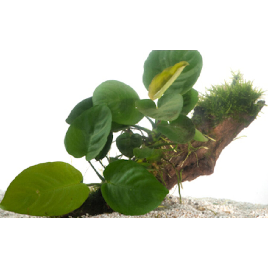 Anubias op driftwood (Barteri var. nana) | Small