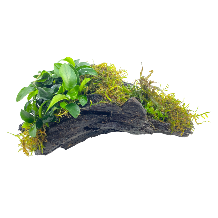 Driftwood met 5 planten | Extra Large