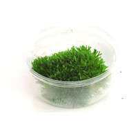 Riccia fluitans mos | Levermos | in vitro cup