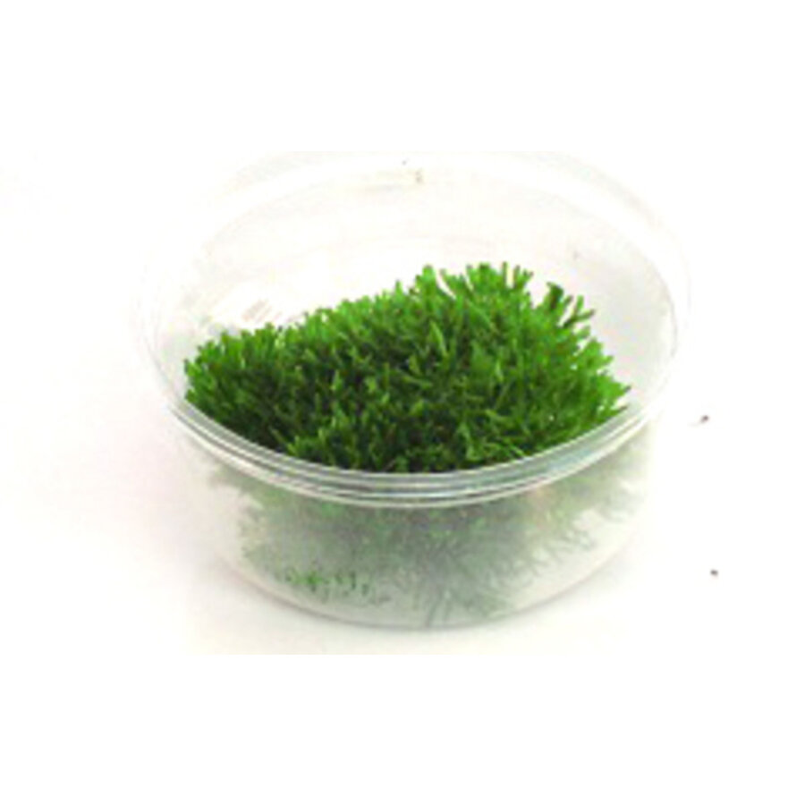 Riccia fluitans mos | Levermos | in vitro cup