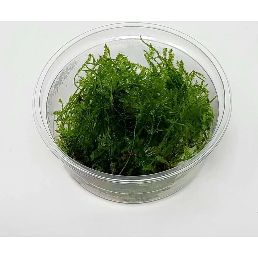 Spikey mos | Punt Mos | In vitro cup