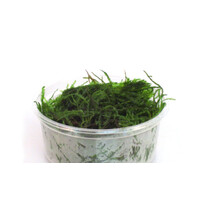 Vesicularia dubyana | javamos | in 80 cc cup