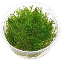 Taxiphyllum alternans | Taiwan mos | In vitro cup