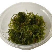 Weeping mos | Treurmos | in vitro cup