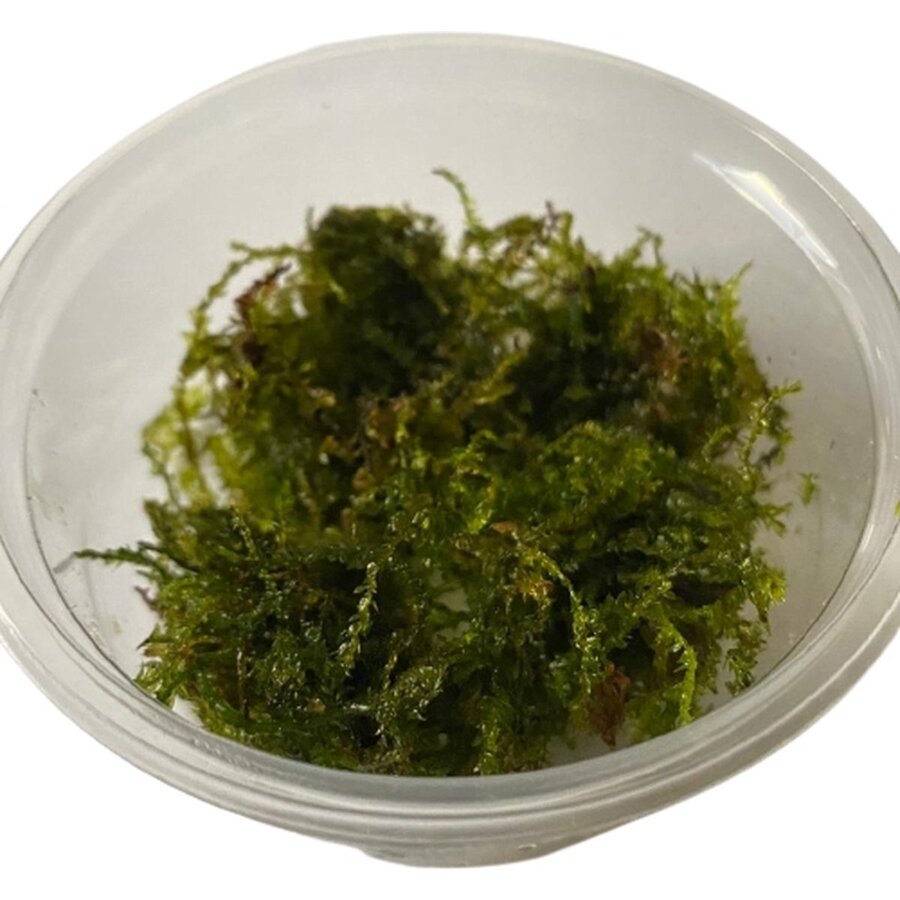 Weeping mos | Treurmos | in vitro cup
