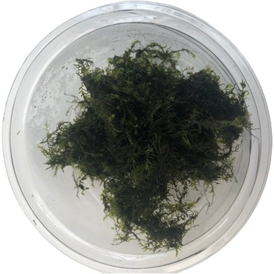 Fissidens Fontanus | Phoenix mos | in vitro cup