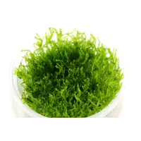 Peacock mos | In vitro cup