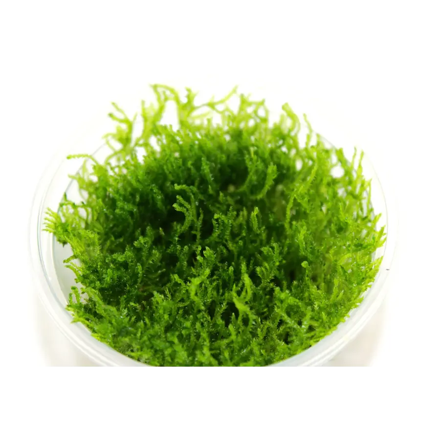 Peacock mos | In vitro cup