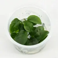 Anubias nangi in 100CC vitro cup