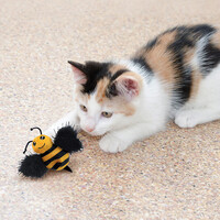 Cat Better Buzz Bee