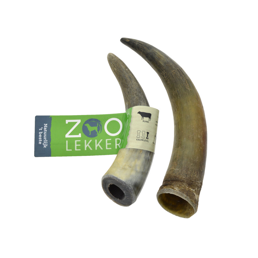 Cattle Horn