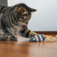 Rope grote muis met maiskoorden