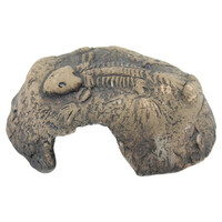 Fossil Stone Bruin