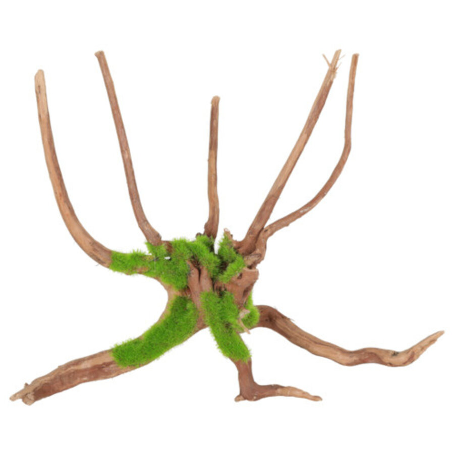 Groeiend Decor Spider Root