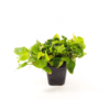 Anubias Mix in 9CM pot