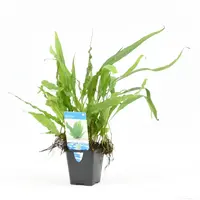 Microsorum Pteropus  | Javavaren | in 9CM pot
