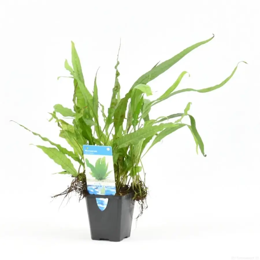 Microsorum Pteropus  | Javavaren | in 9CM pot