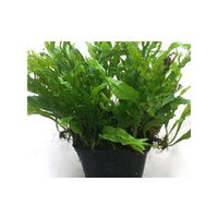 Microsorum Pteropus Specie | Javavaren | in 9CM pot