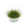 Glossostigma | Australisch dwergkruid | in 100CC vitro cup