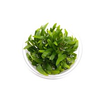 Cryptocoryne Willissii | in vitro cup